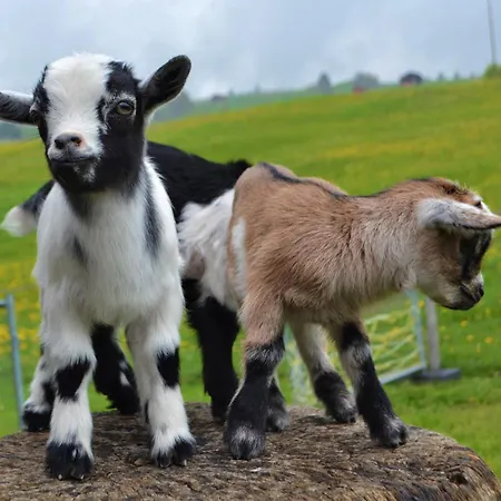 Fogadó Alpina Tschappina