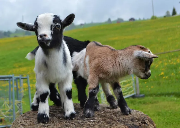 Mini-hôtel Alpina Tschappina